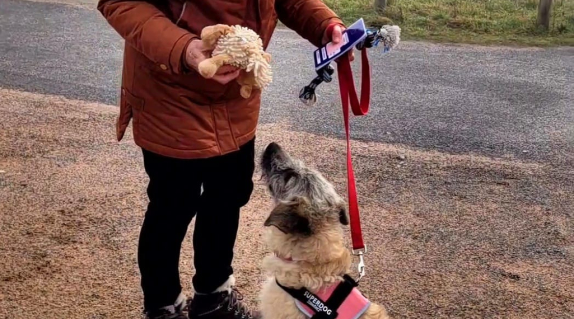 Chiens à adopter